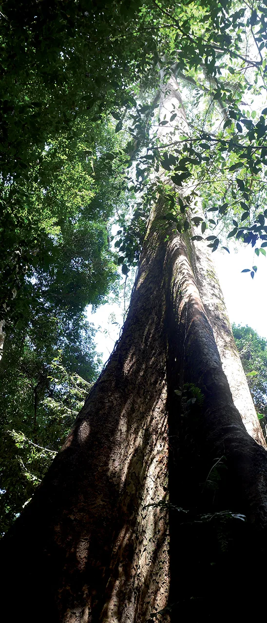 Borneo 8 Borneo 8