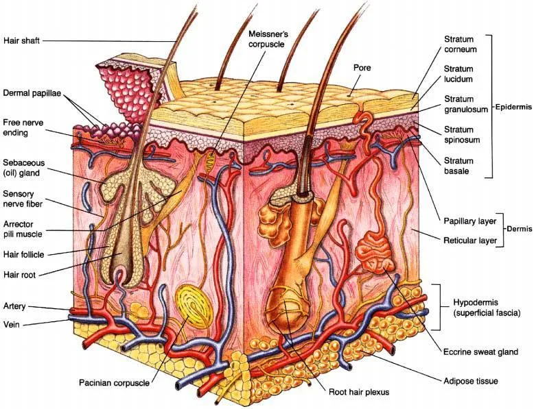 Cellulite thực chất là tình trạng rối loạn sự phân bố mỡ diễn ra không đồng đều. cellulite