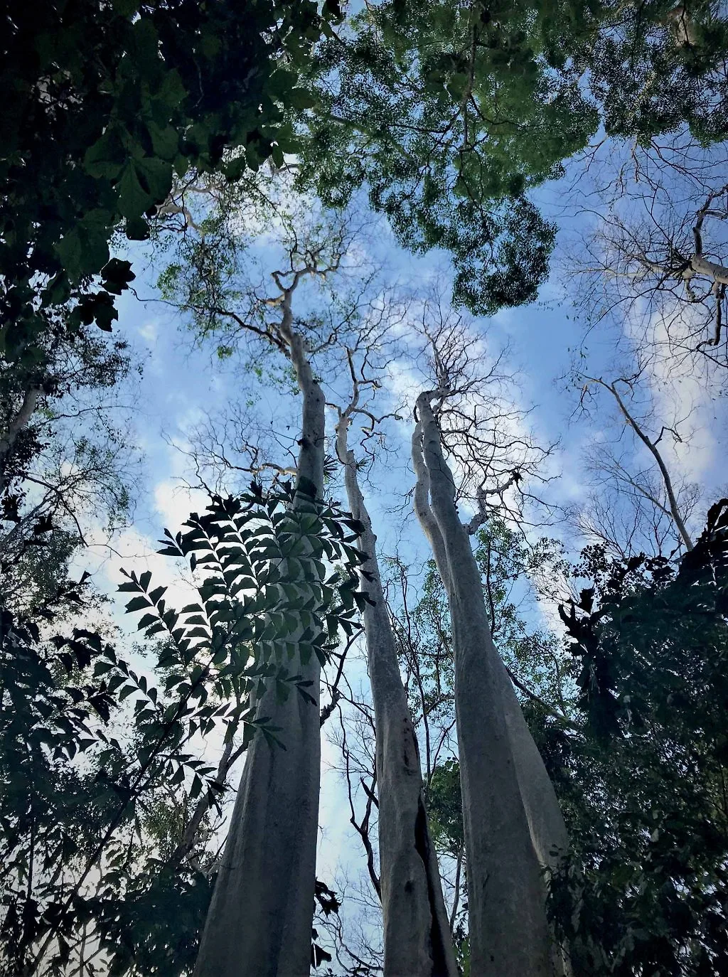 tự nhiên cây bằng lăng cổ thụ tự nhiên cây bằng lăng cổ thụ