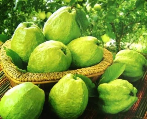Làm đẹp tự nhiên từ Ổi Làm đẹp tự nhiên từ Ổi