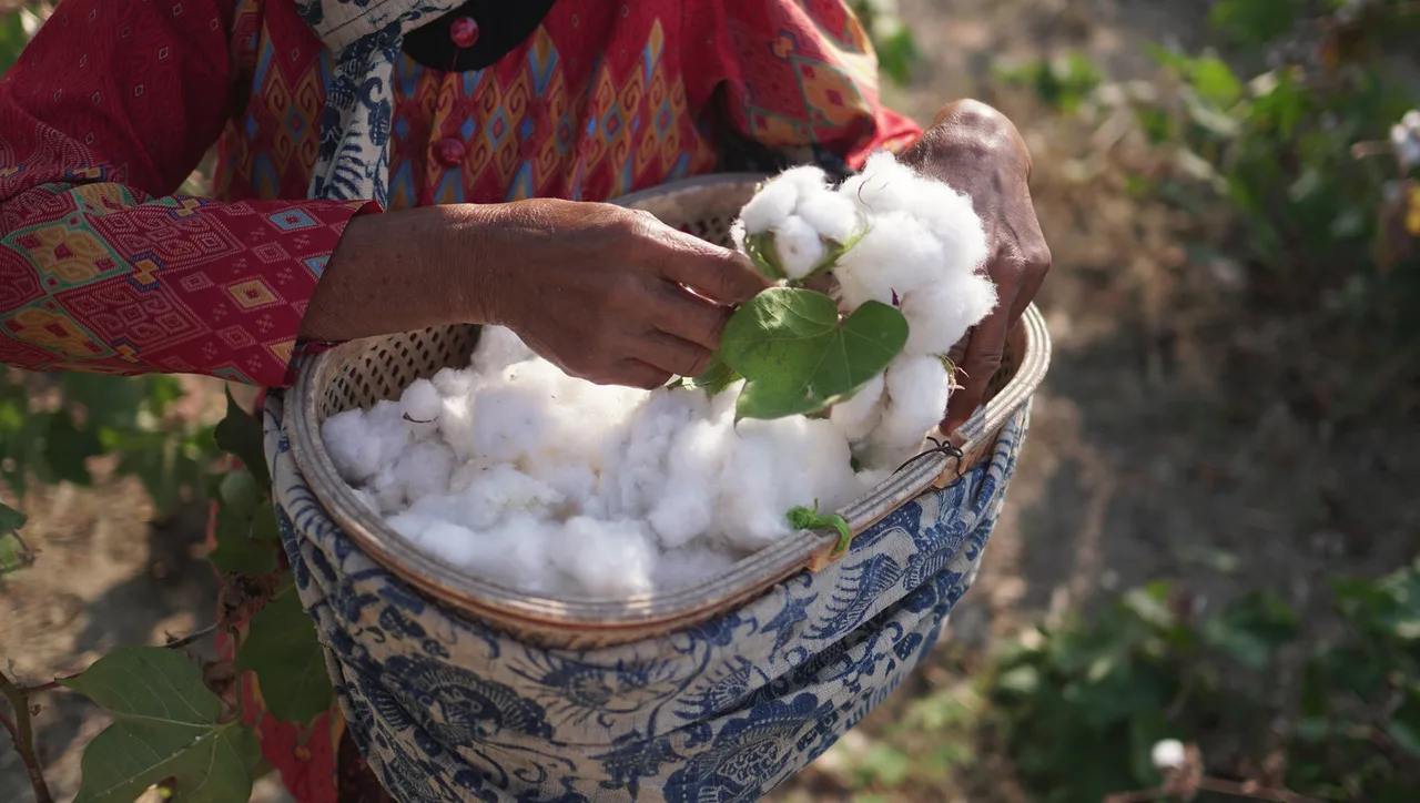 bền vững cotton hữu cơ tái tạo bền vững cotton hữu cơ tái tạo