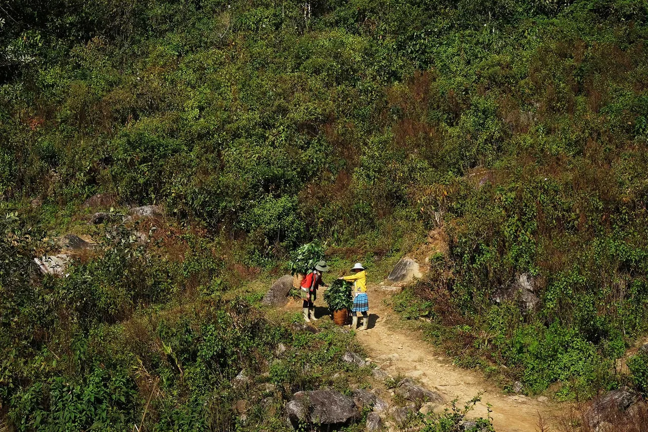 đỉnh núi những em gái HMong đỉnh núi những em gái HMong