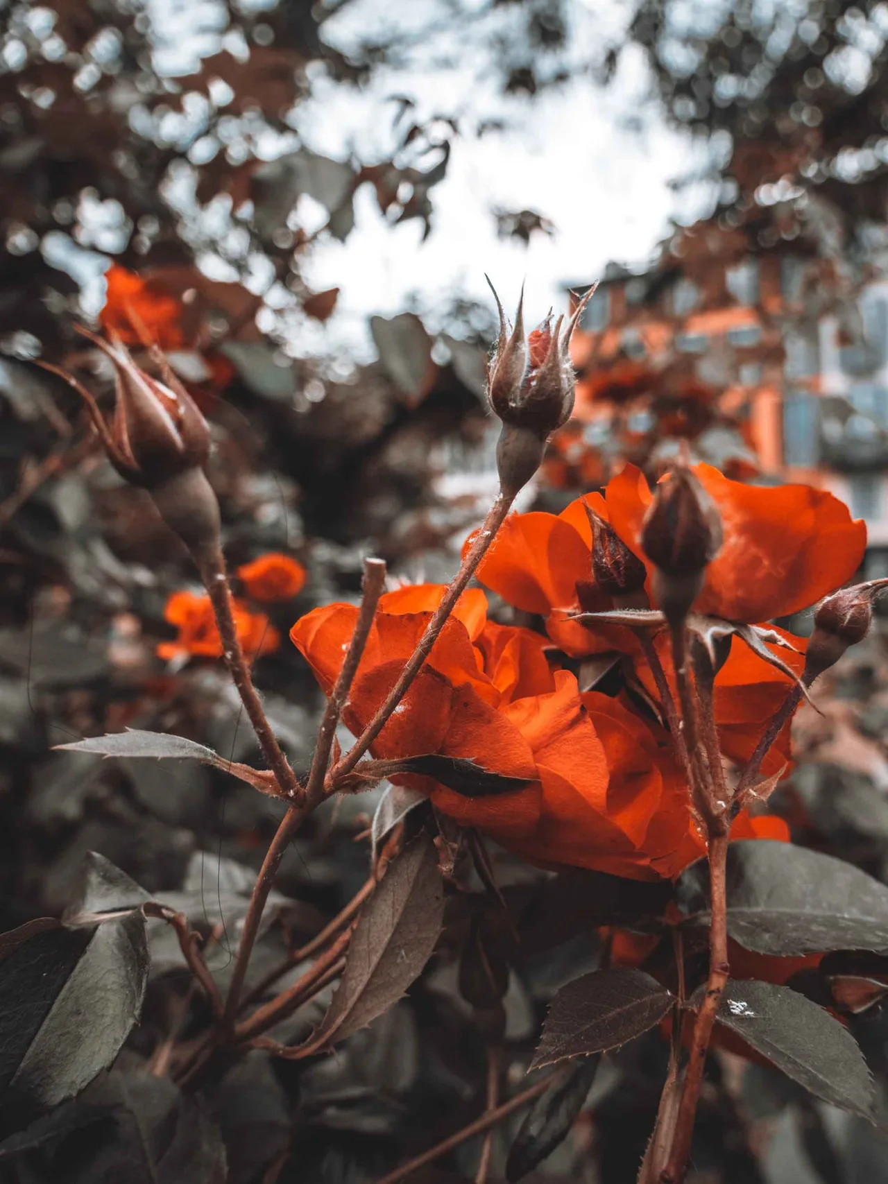 cách chụp ảnh đẹp dành cho instagram