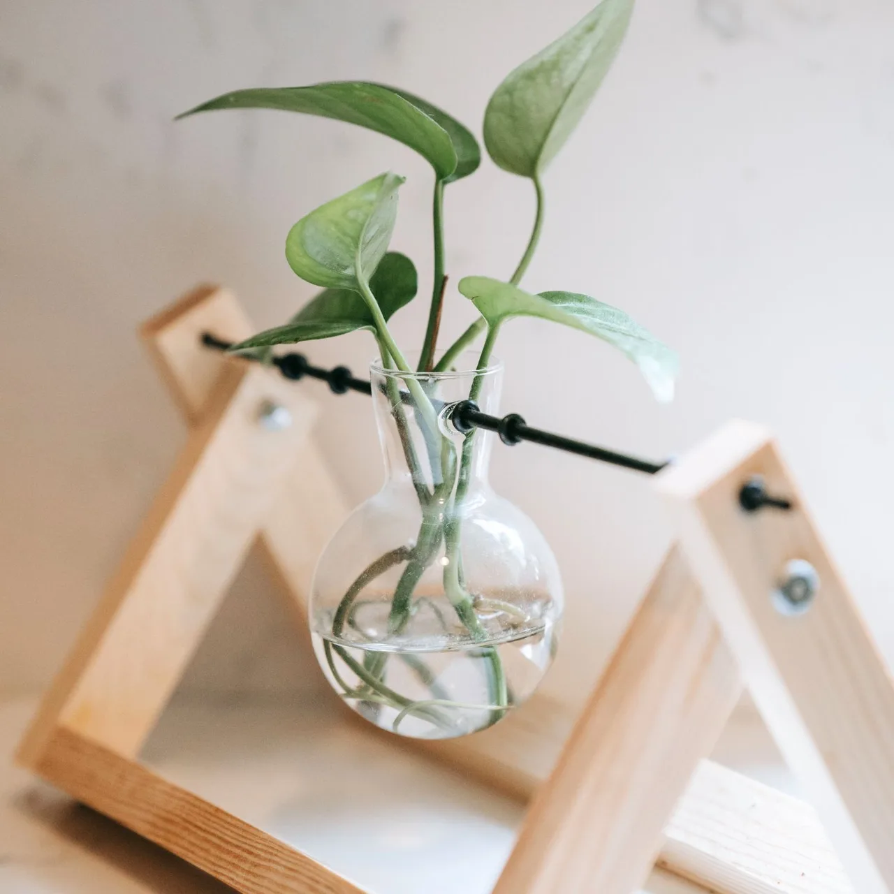 Chậu cây bằng thủy tinh.