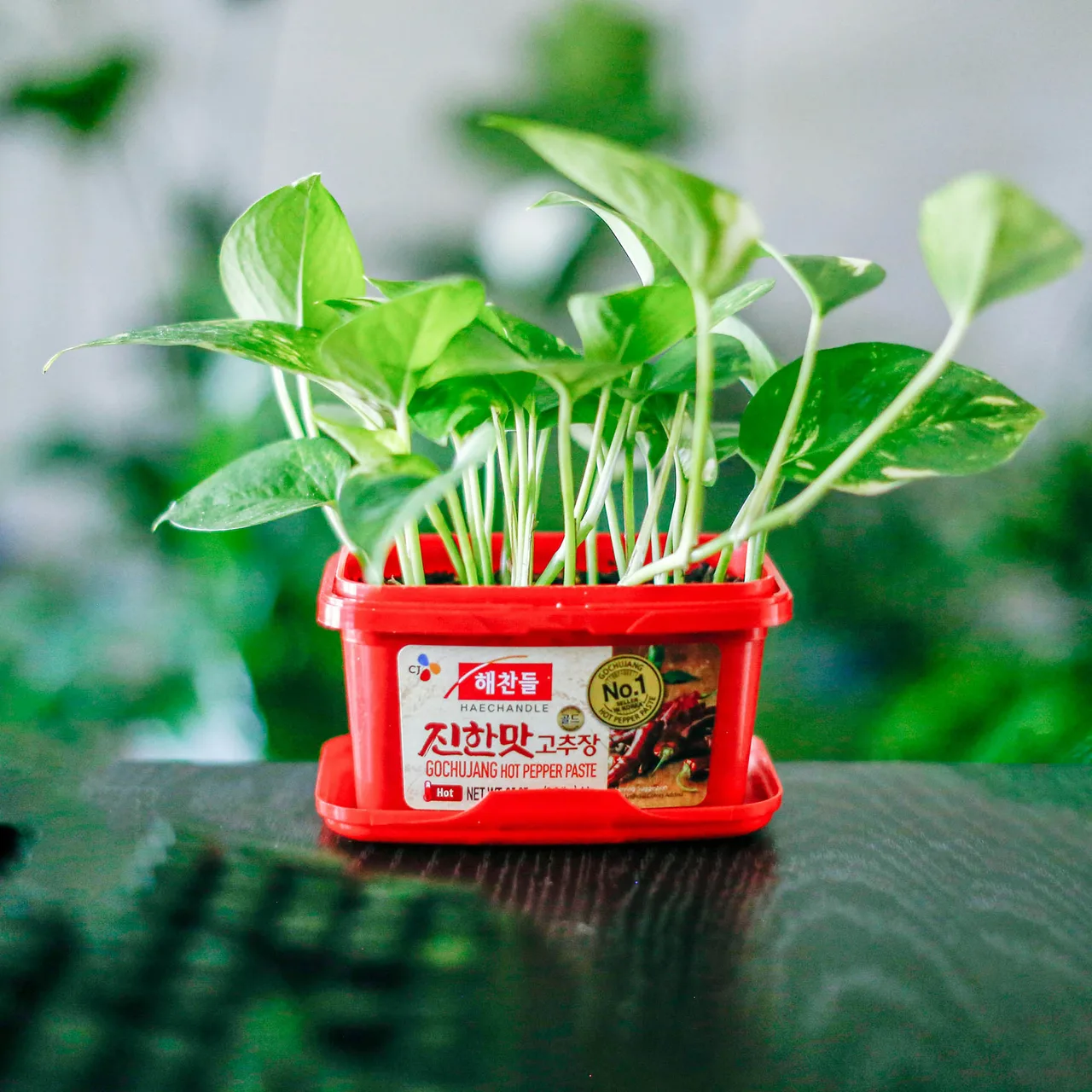 làm chậu cây tái chế trang trí nhà bếp
