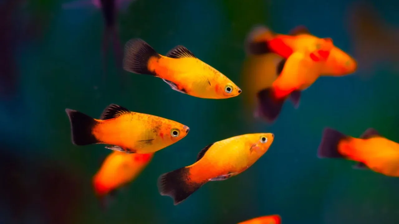Cá mún Platy Fish