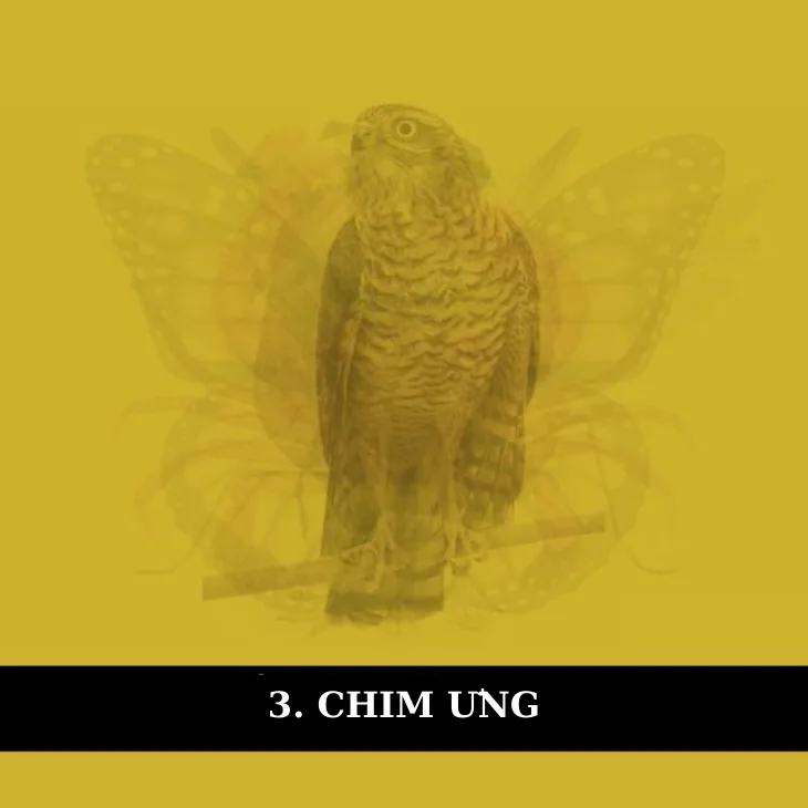 chim ưng