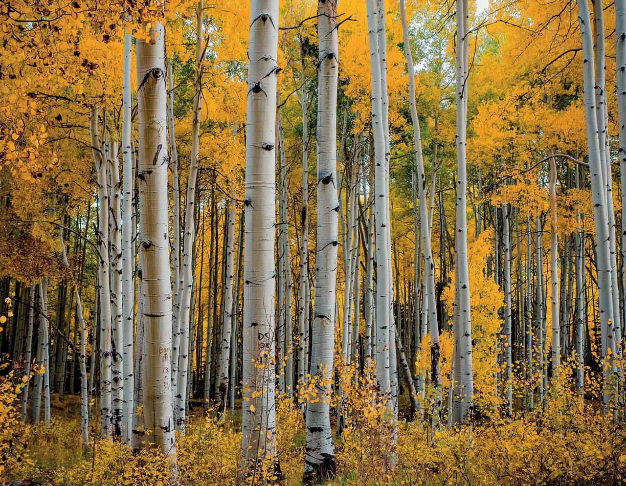Aspen cây dương biểu tượng của thành phố Aspen cây dương biểu tượng của thành phố