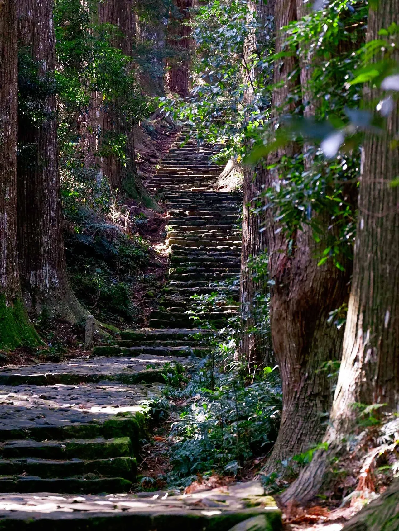 wakayama những bậc thang ngàn năm bậc thang vào rừng