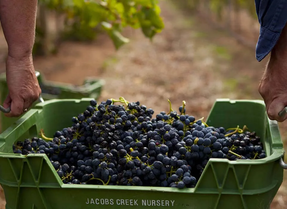 vườn nho tươi làm quà tết jacob's creek