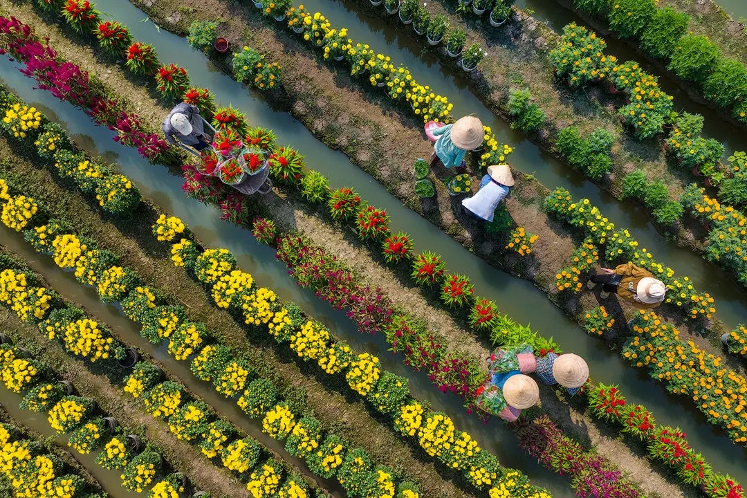 Cánh đồng hoa rực rỡ sắc màu tại làng hoa tết Mỹ Phong.