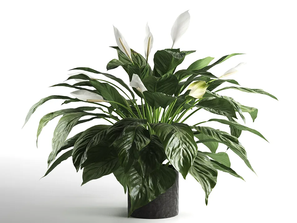 loại cây 10 loại cây 10