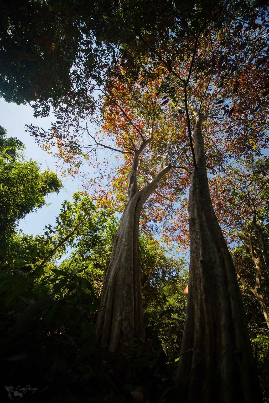 Trị An xuyên rừng Mã Đà Trị An xuyên rừng Mã Đà