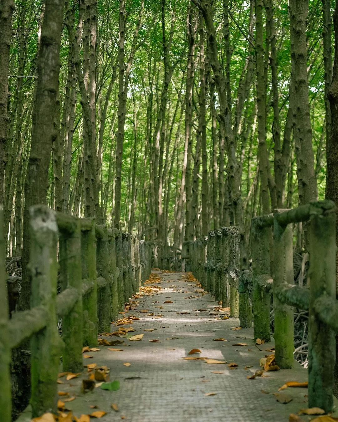 du lịch cần giờ