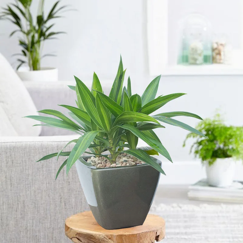 cách giải nhiệt 7 chậu cây xanh