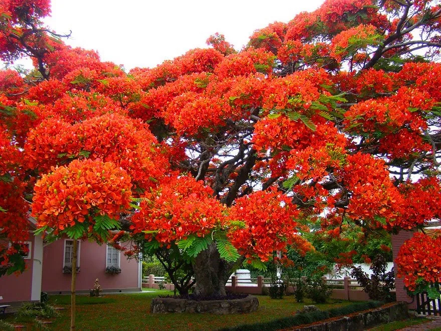 phượng đỏ brazil phượng đỏ brazil