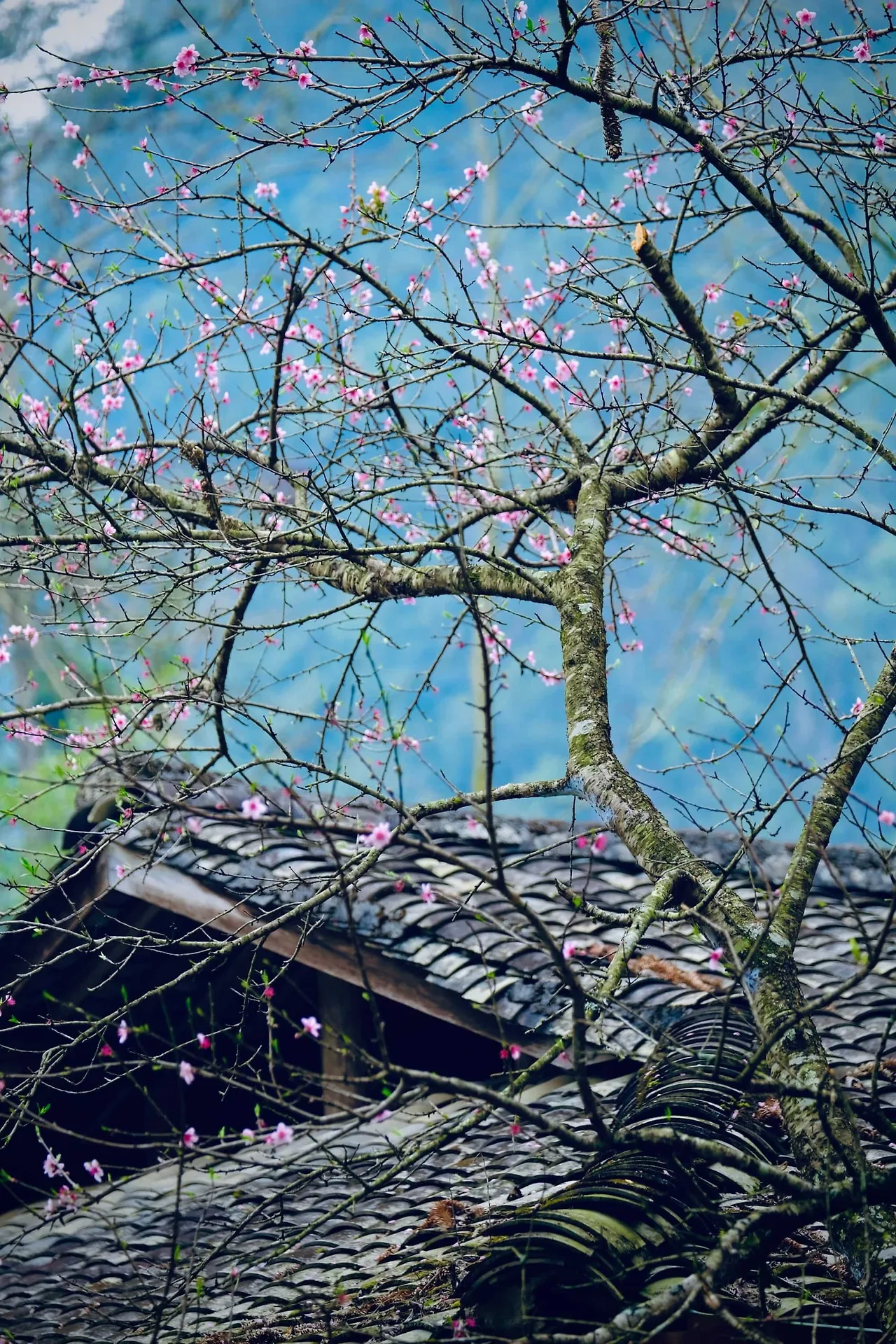 Khám phá vẻ đẹp mùa xuân ở Hà Giang.