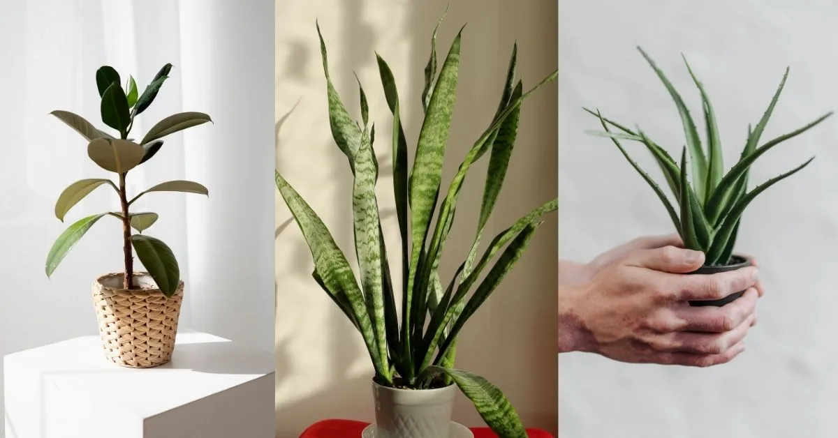 Những loại cây cảnh lọc không khí tốt cho căn nhà của bạn
