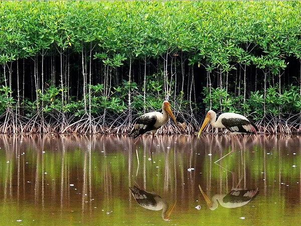 Những cánh rừng có sứ mệnh làm nên đất nước Những cánh rừng có sứ mệnh làm nên đất nước