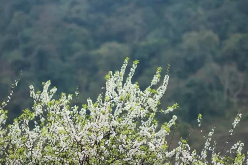 Sắc trắng của hoa mận