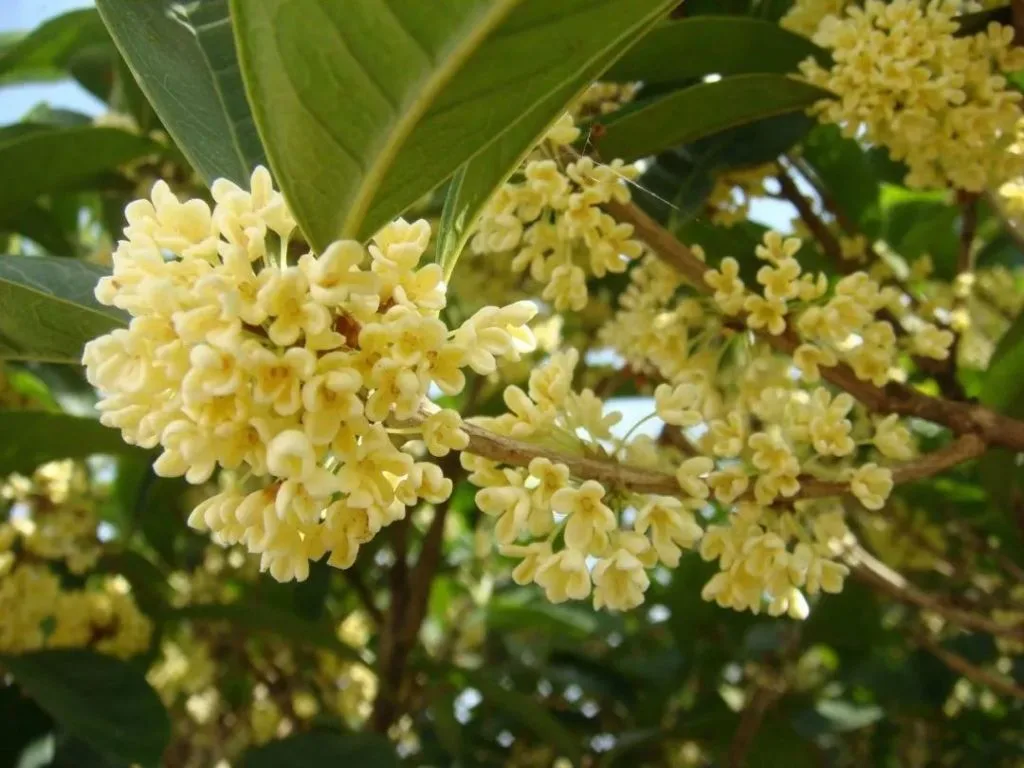 món ăn dưỡng nhan 13 món ăn dưỡng nhan 13