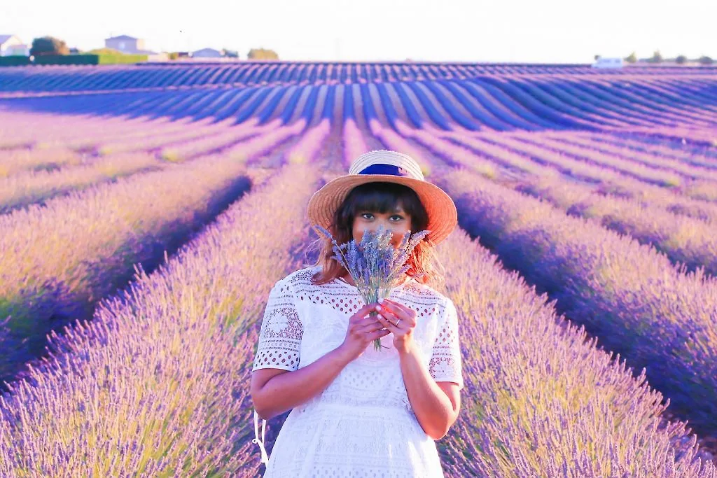 hoa ở Valensole