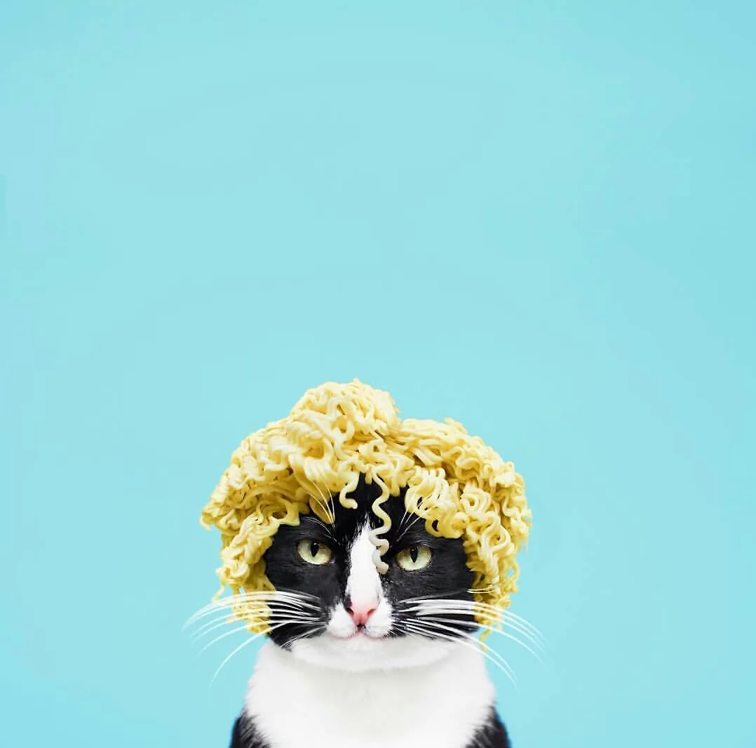 Gặp gỡ công chúa mèo Cheeto được yêu thích trên cộng đồng mạng Gặp gỡ công chúa mèo Cheeto được yêu thích trên cộng đồng mạng