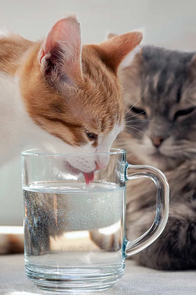 tật xấu của mèo 8 tật xấu của mèo 8