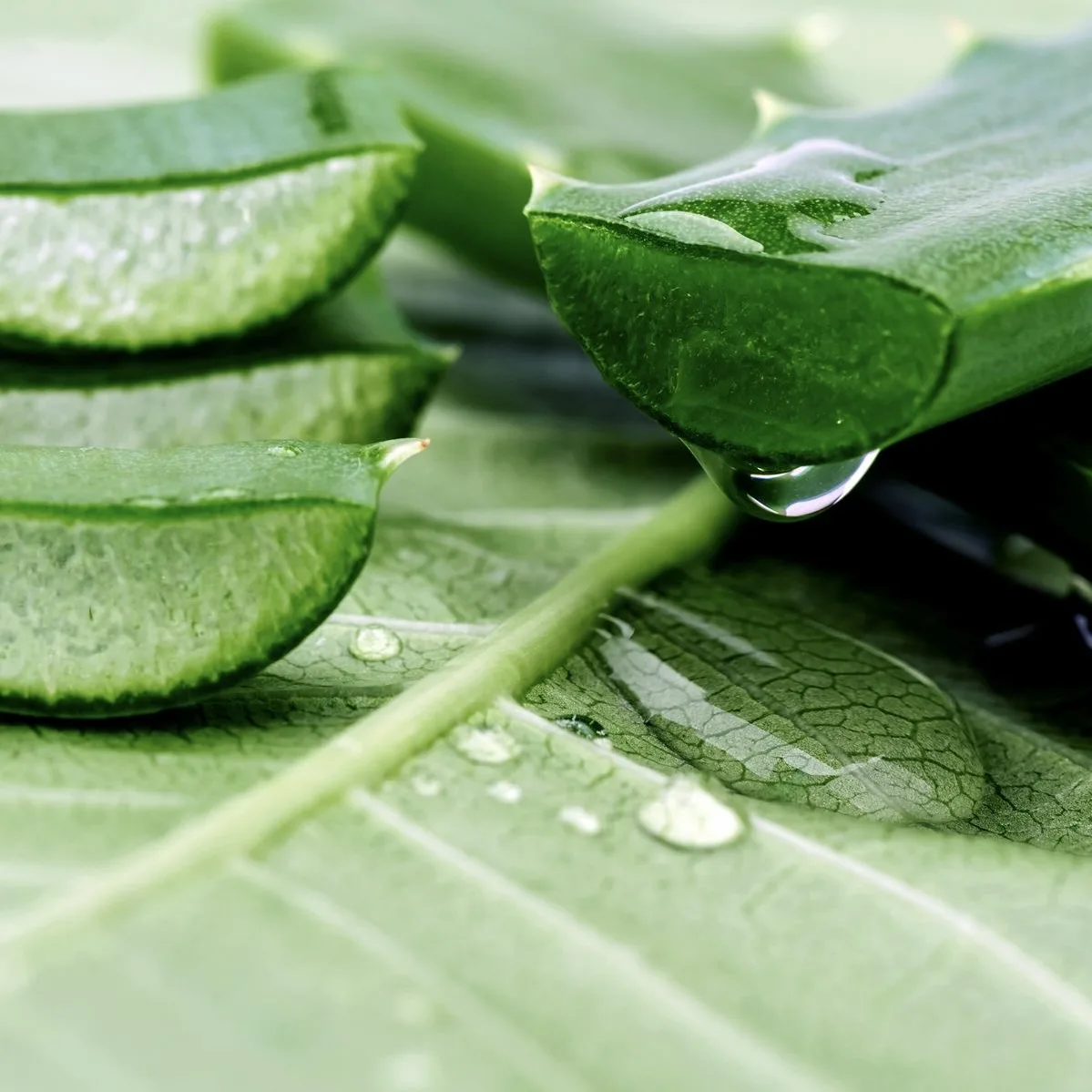 Nhánh nha đam tươi được cắt đôi.