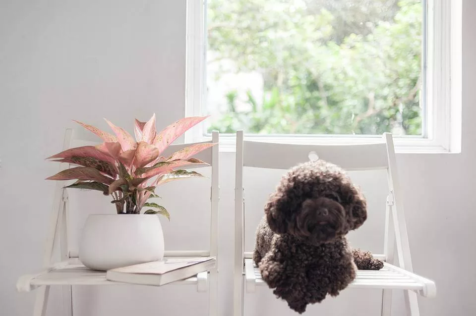 cây cảnh 3