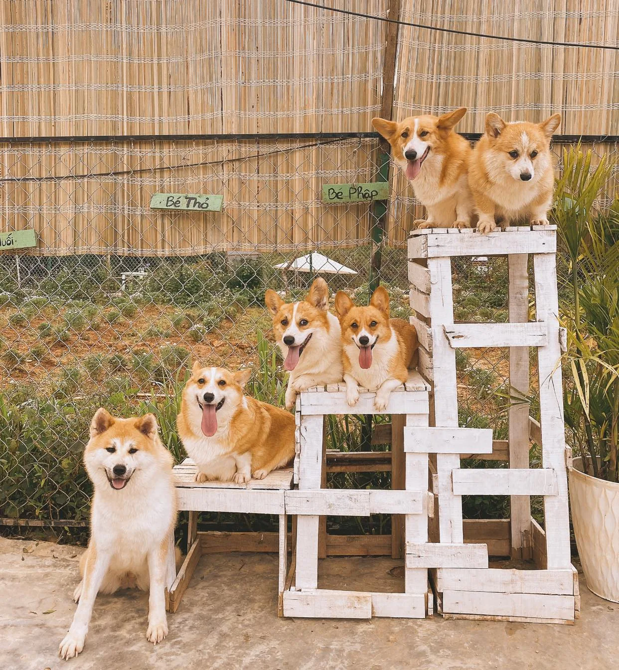 quán cà phê nhà của dog garden ở đà lạt