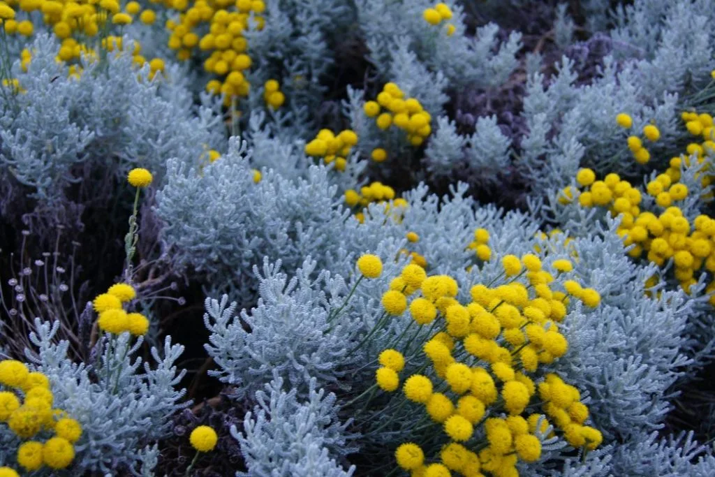 Cúc ngải xanh (Blue Tansy) là một thành phần làm đẹp mới trong thị trường mỹ phẩm. Ảnh: contentbeautywellbeing. Cúc ngải xanh (Blue Tansy) là một thành phần làm đẹp mới trong thị trường mỹ phẩm. Ảnh: contentbeautywellbeing.