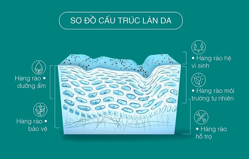 sơ đồ cấu trúc làn da sơ đồ cấu trúc làn da