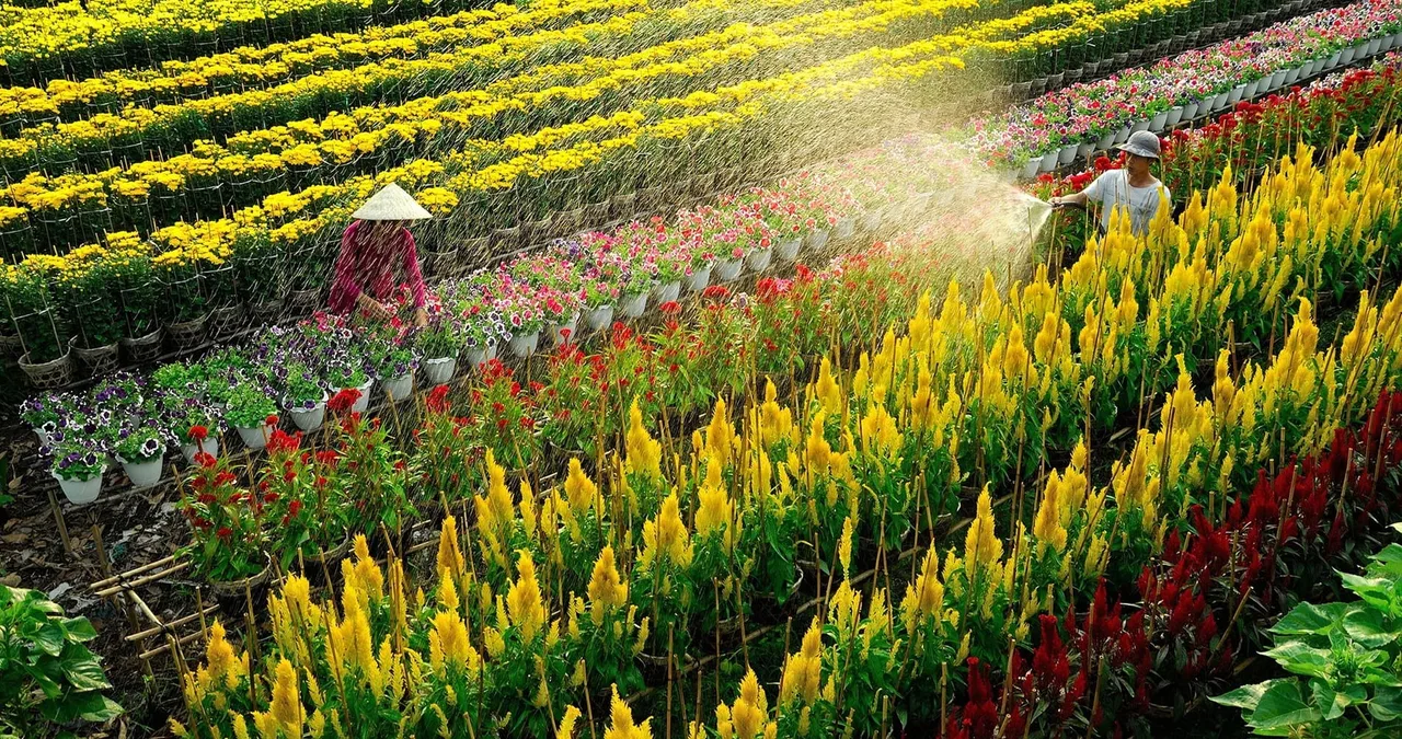 Làng hoa Tết Sa Đéc 2026.