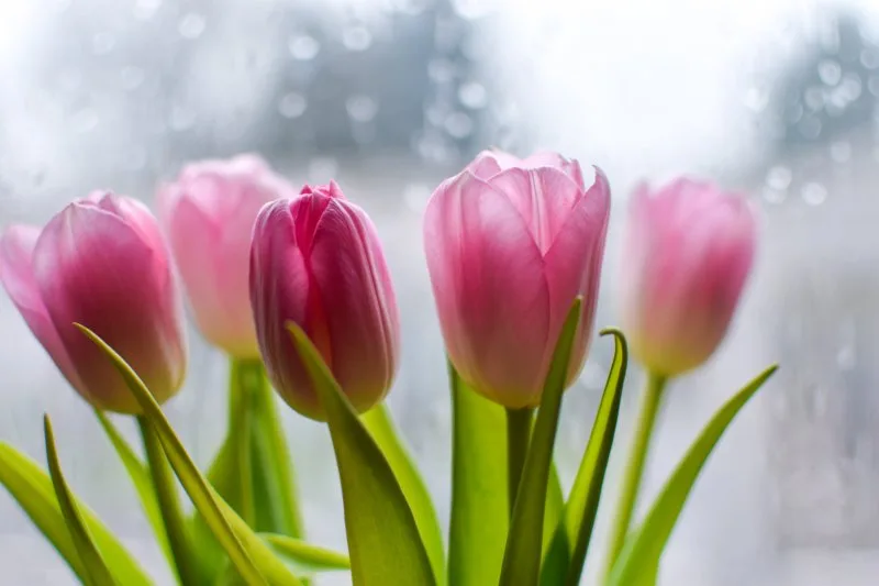 cung hoàng đạo - tulip