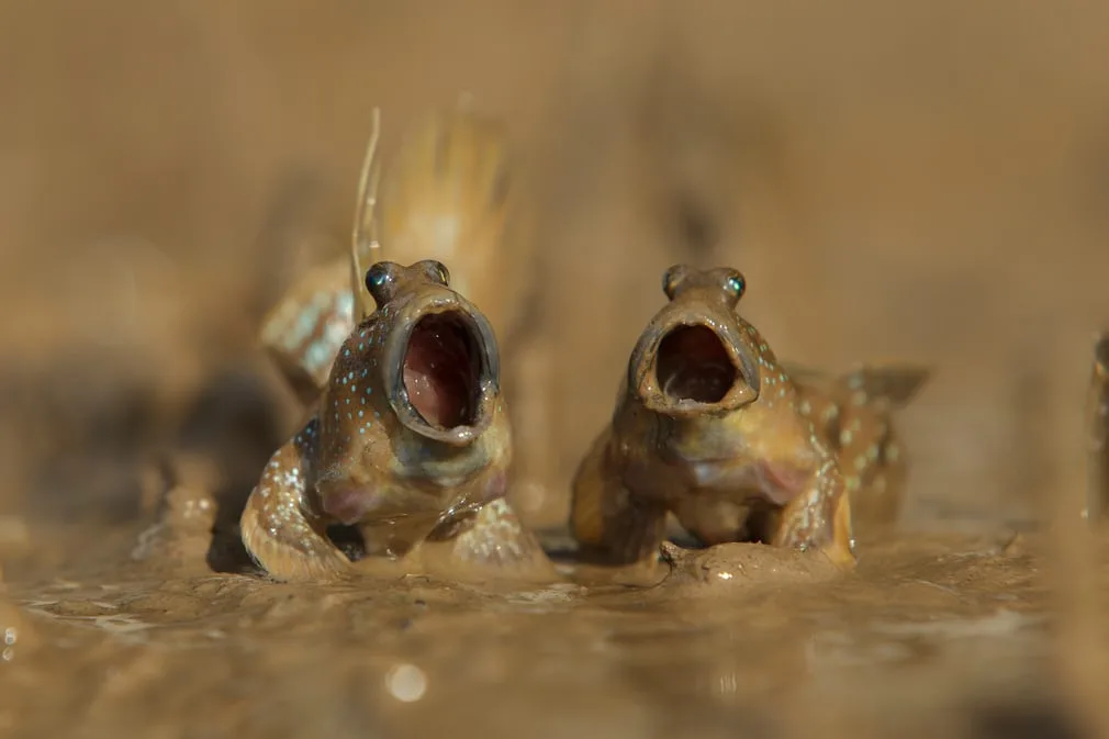 Cuộc thi Comedy wildlife 10