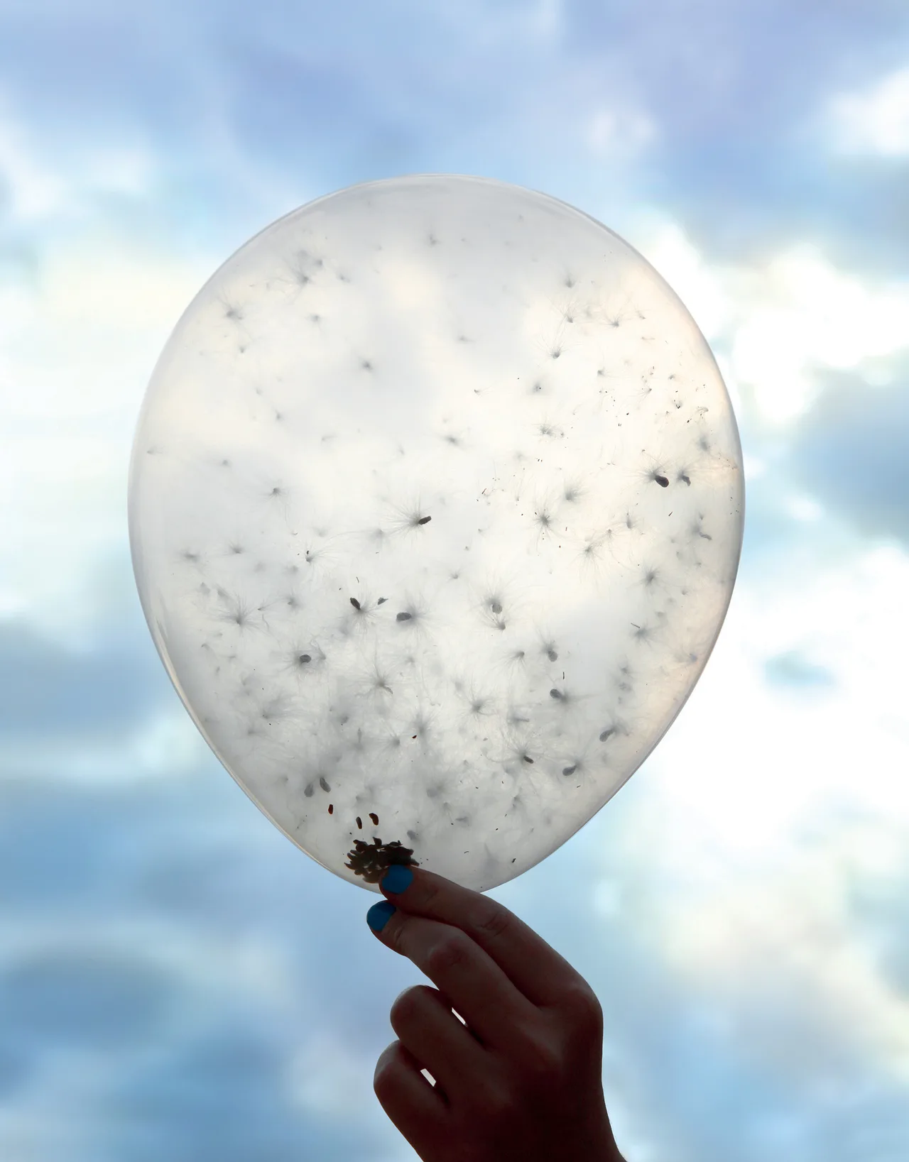 môi trường dự án Milkweed Dispersal Balloons môi trường dự án Milkweed Dispersal Balloons