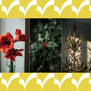 8 loại cây trang trí Noel mang lại sự may mắn niềm hân hoan cho không gian sống mùa lễ hội