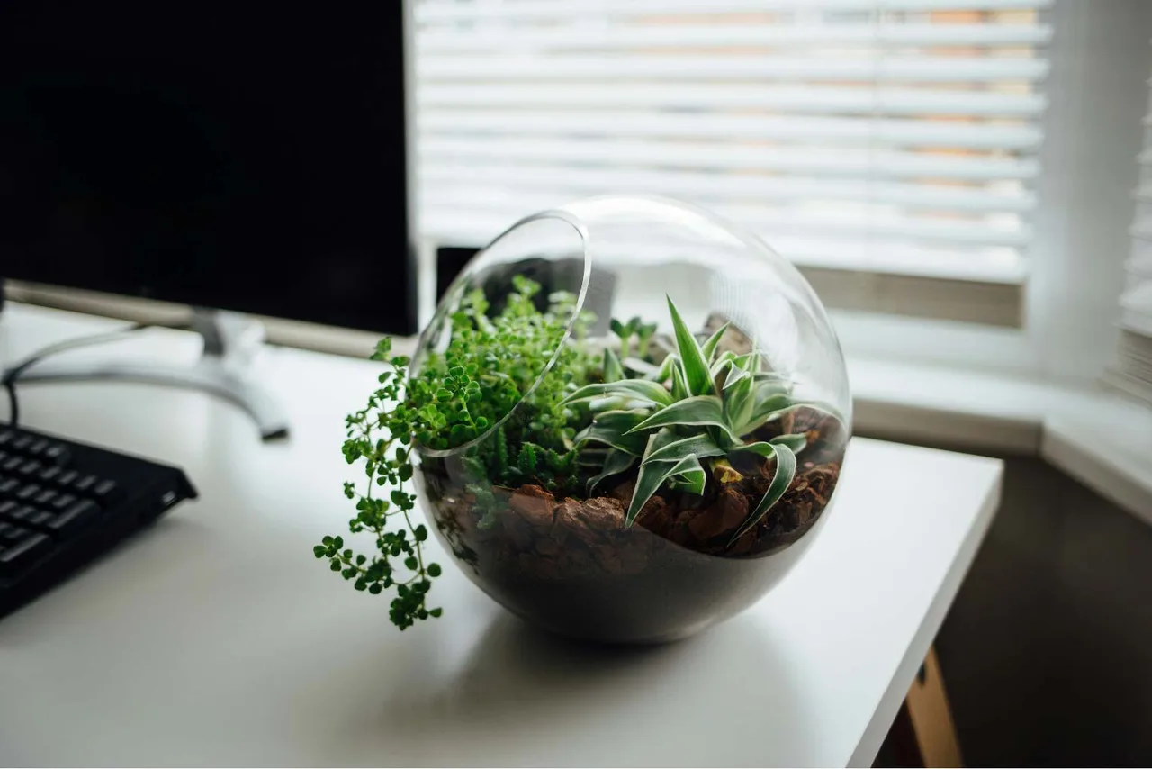 người cha thích trồng cây ngày của cha