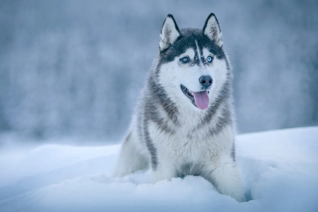 husky