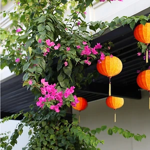 Đón Tết ở Boutique Hoi An Resort