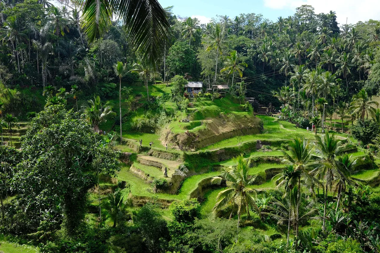 du lịch vùng quê ubud du lịch vùng quê ubud
