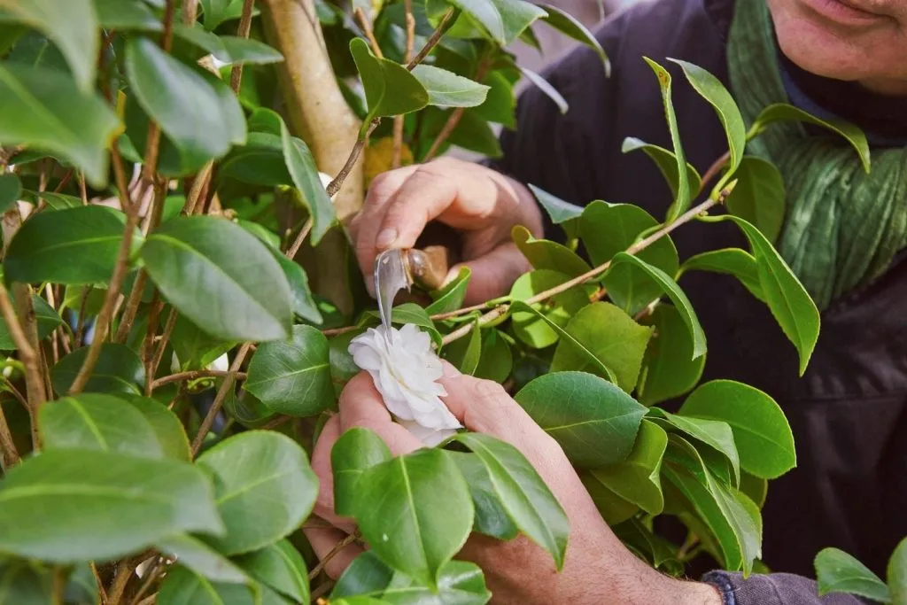 CHANEL-Gặt hái hoa. CHANEL-Gặt hái hoa.