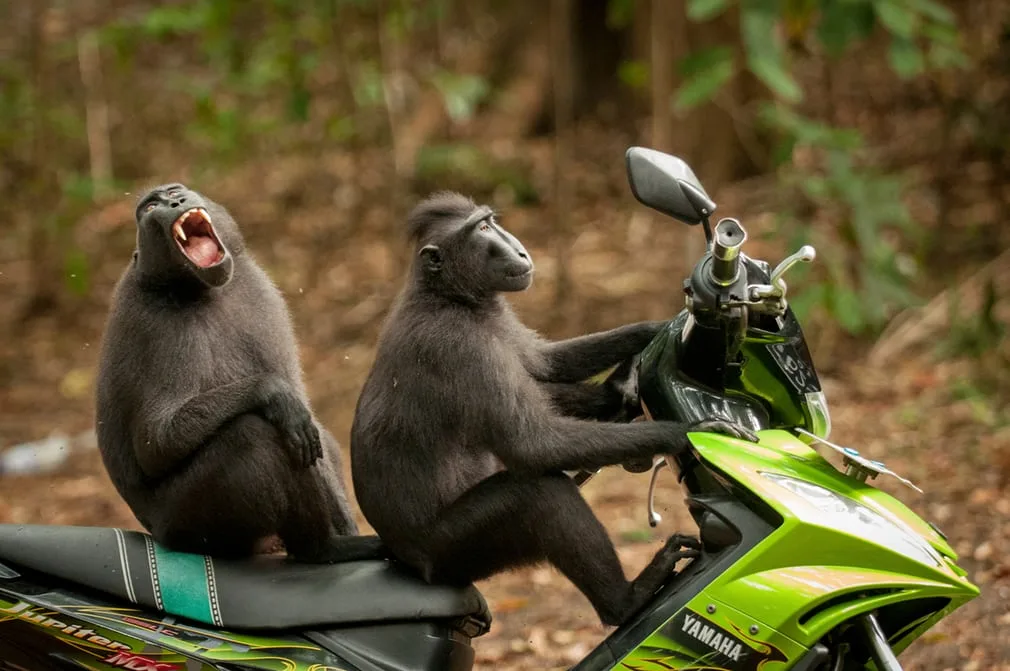 Cuộc thi Comedy wildlife 7
