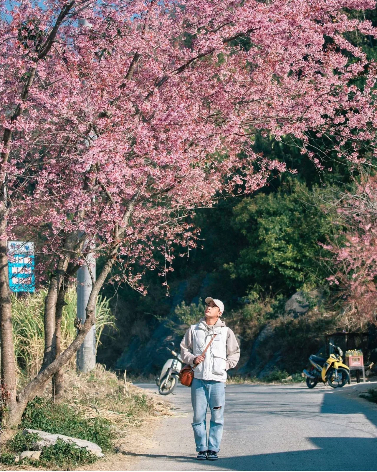 Địa điểm ngắm mai anh đào đẹp