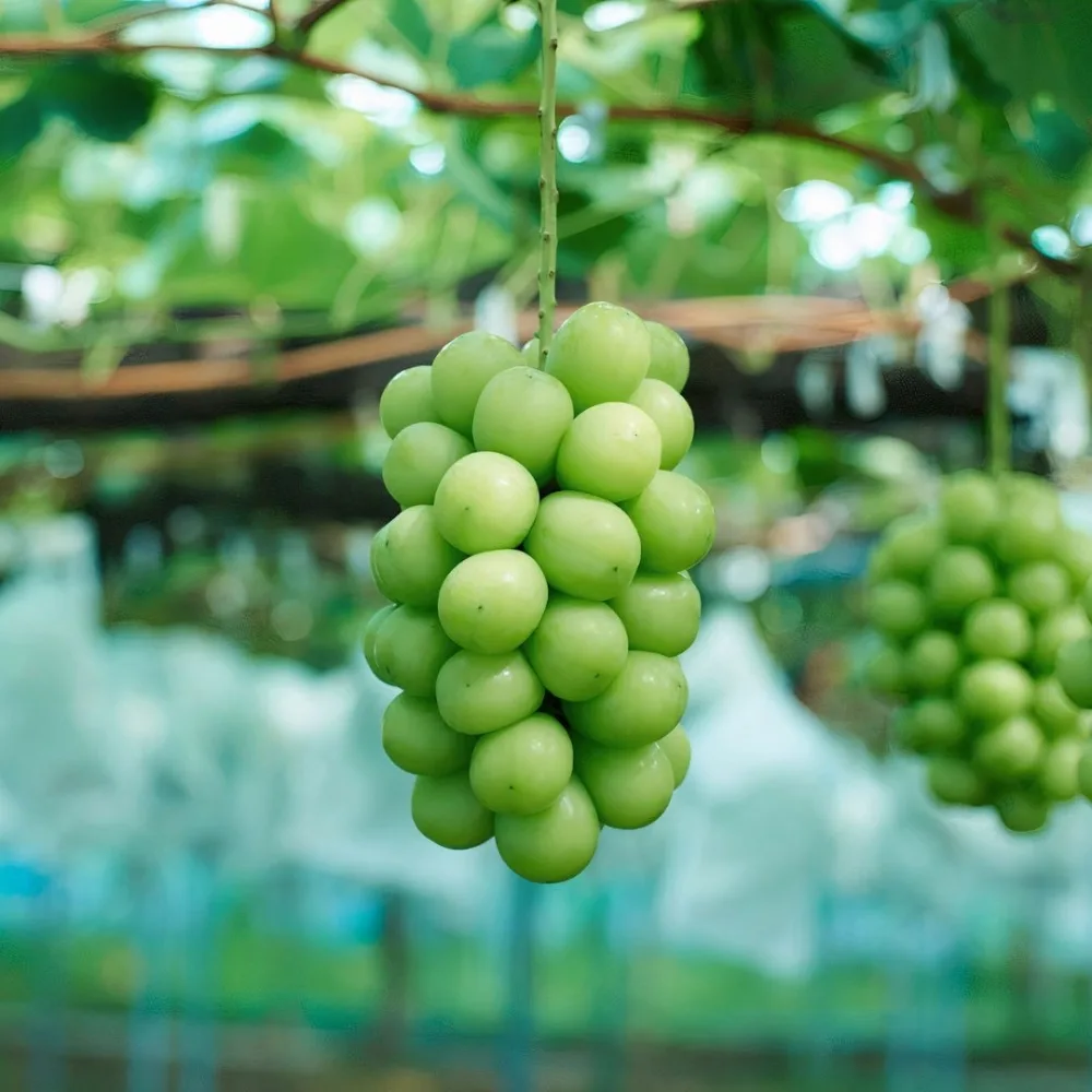 Trang trại nho mẫu đơn.