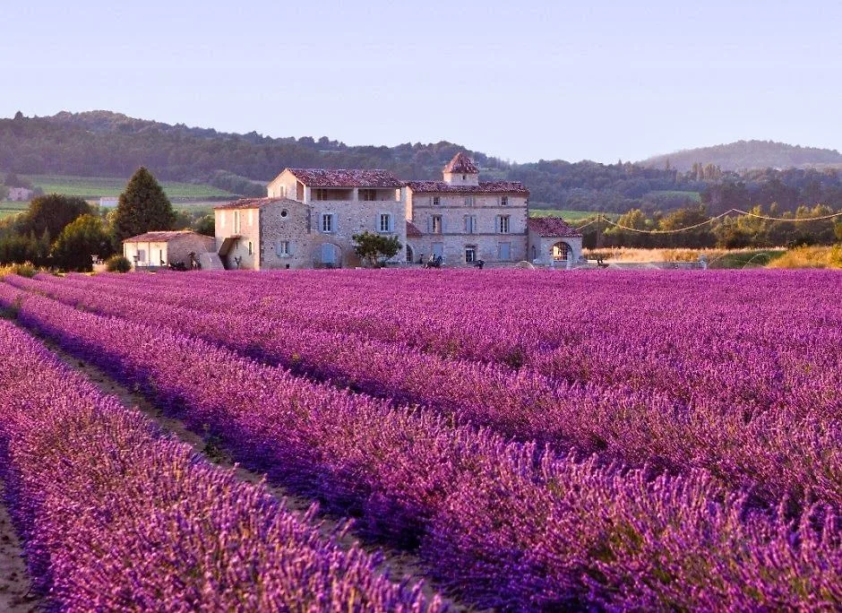 hoa lavender