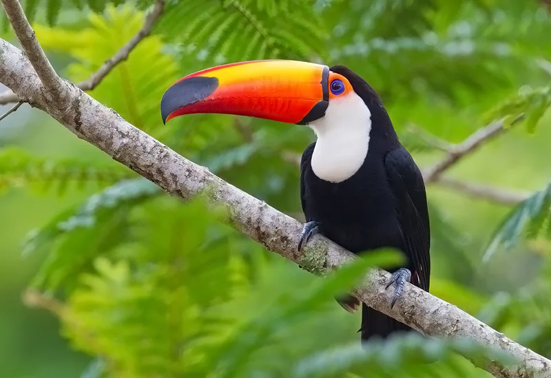 Chim Toucan