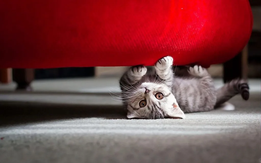 tật xấu của mèo 3 tật xấu của mèo 3