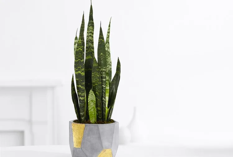 loại cây 5 loại cây 5